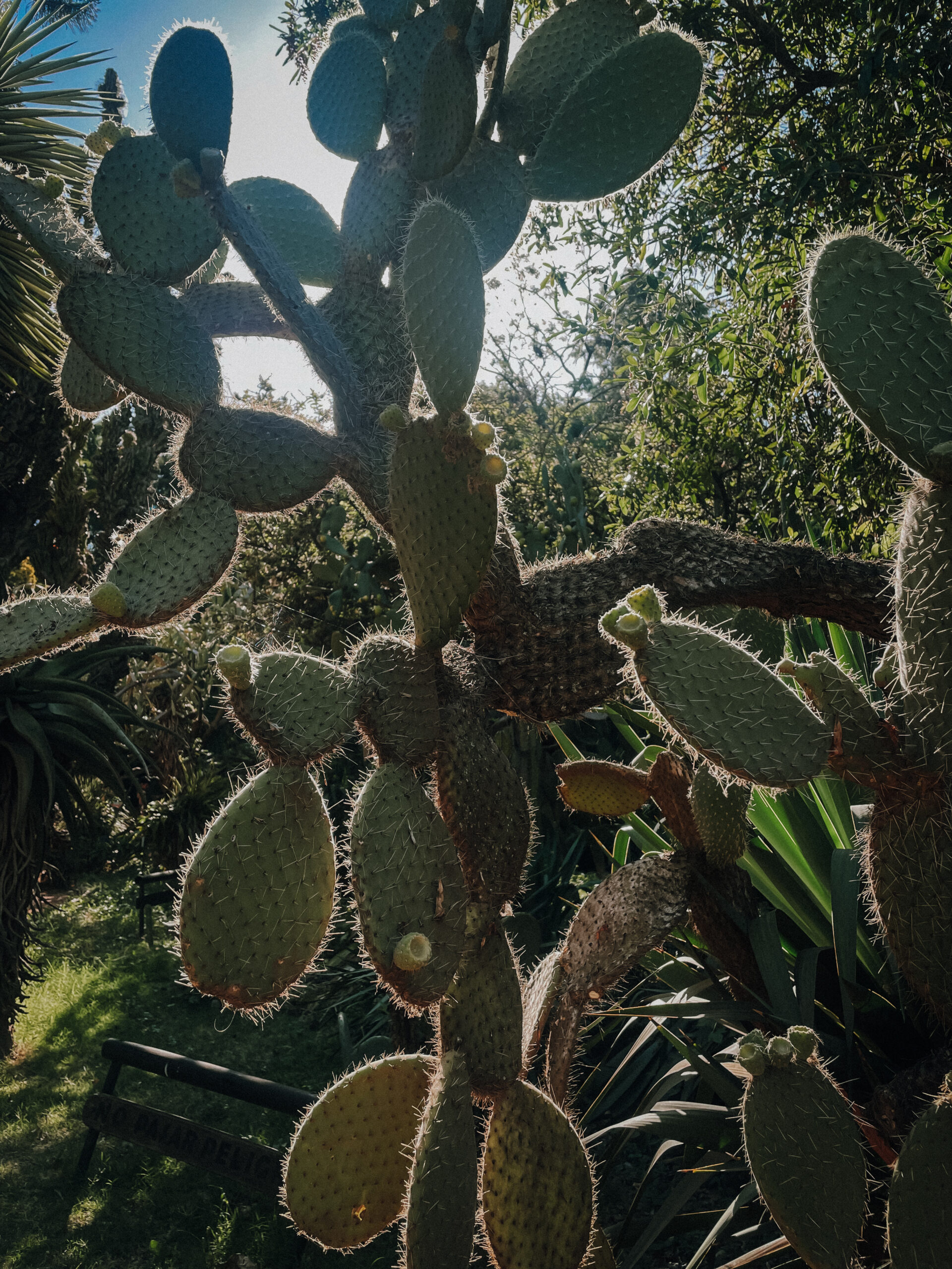 Cactus inside botanical garden in Buenos Aires