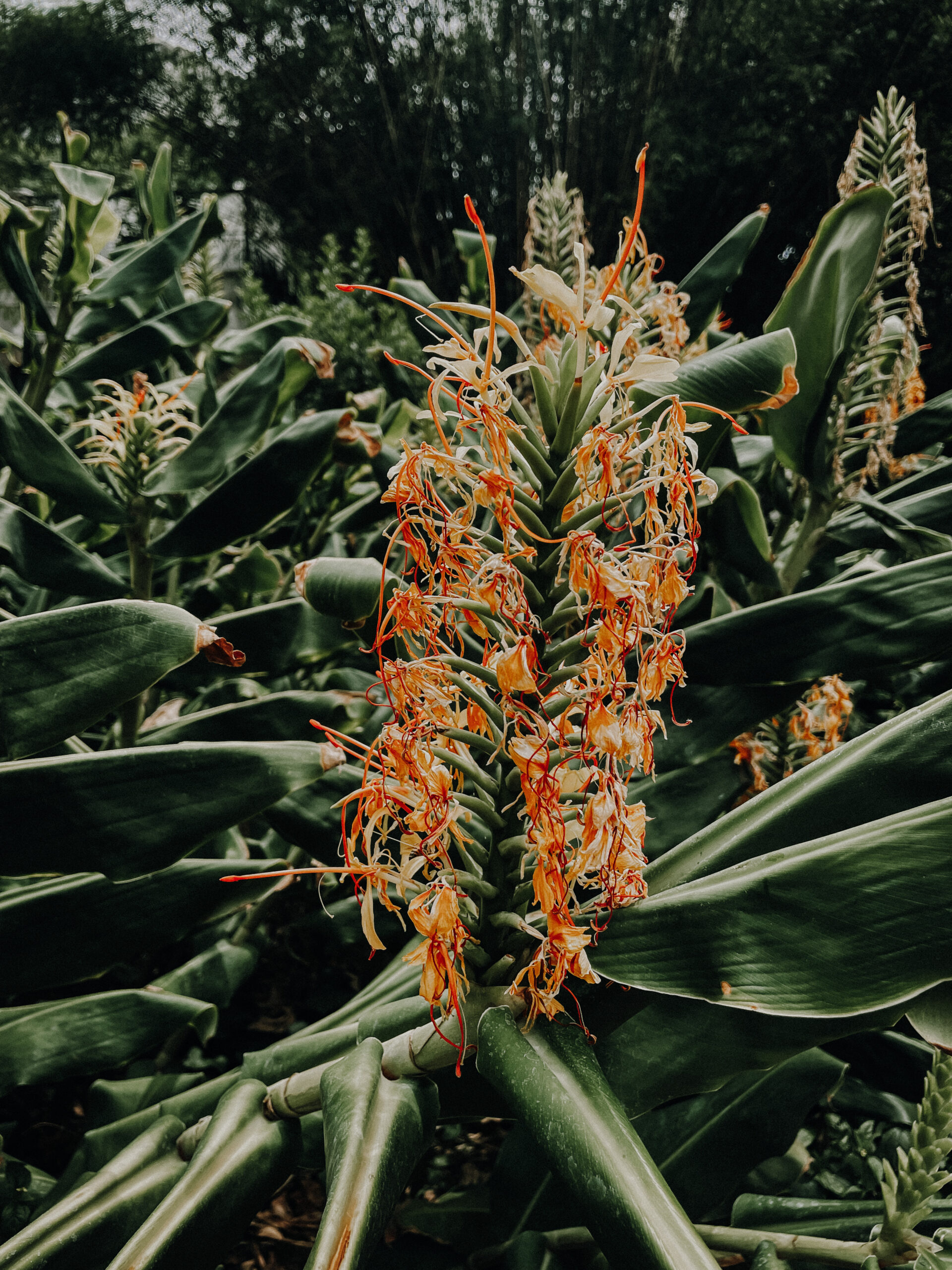 flower inside botanical garden in Buenos Aires