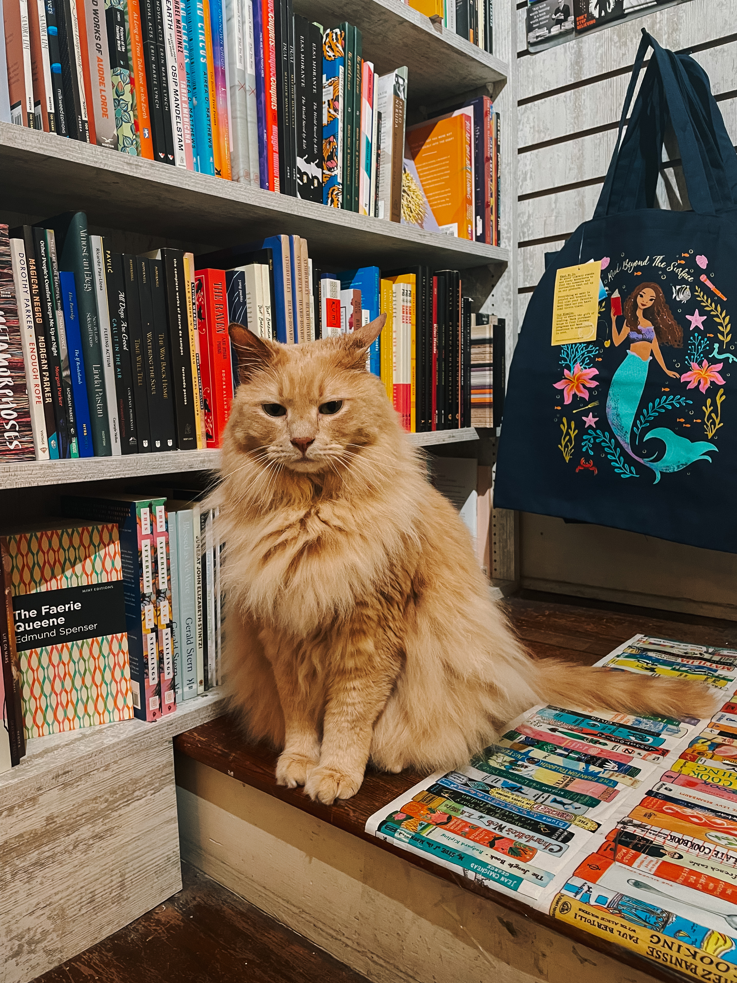 Unique things to do in savannah cat sitting on table inside bookstore in Savannah