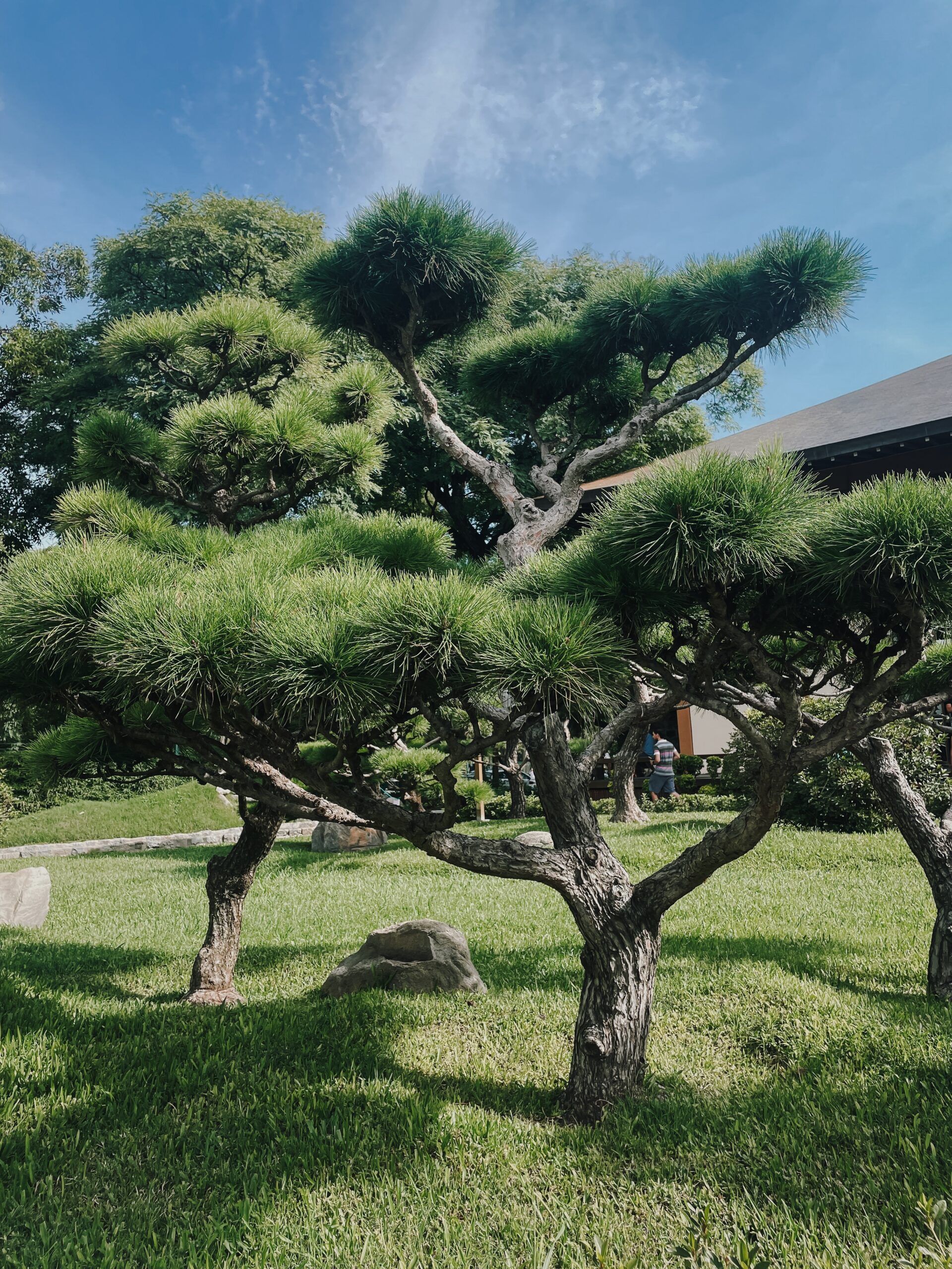 tree in Japanese garden in Buenos Aires