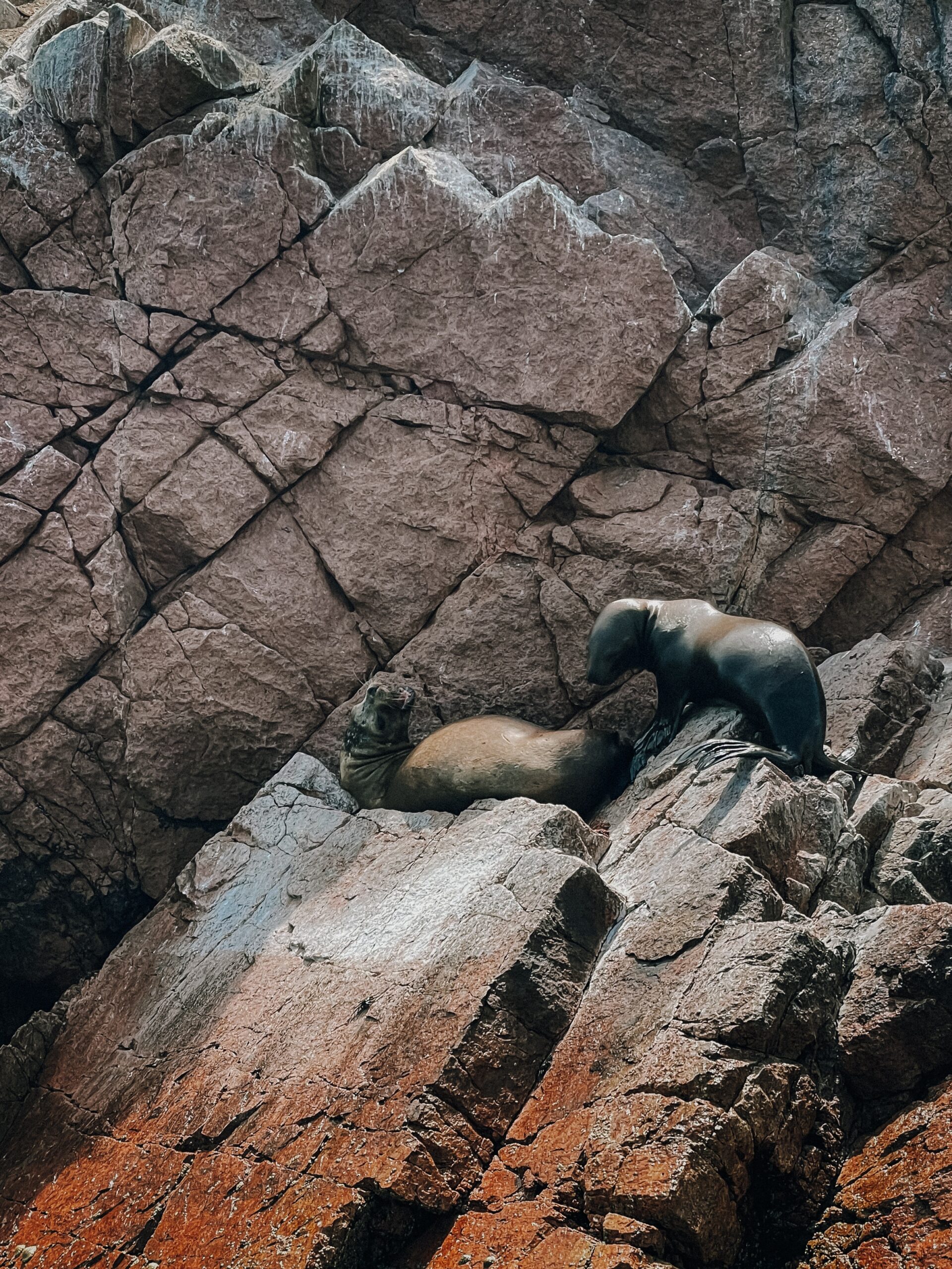 sea lion mother and cub on rock during Ballestas Island Tour