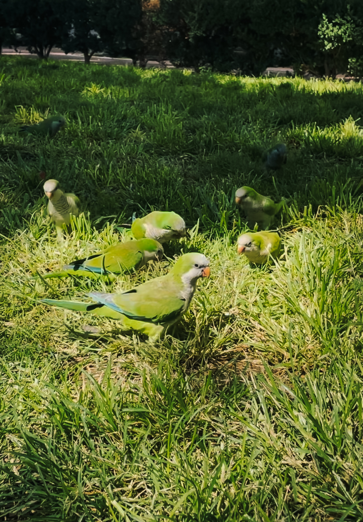 Green birds in park in Buenos Aires