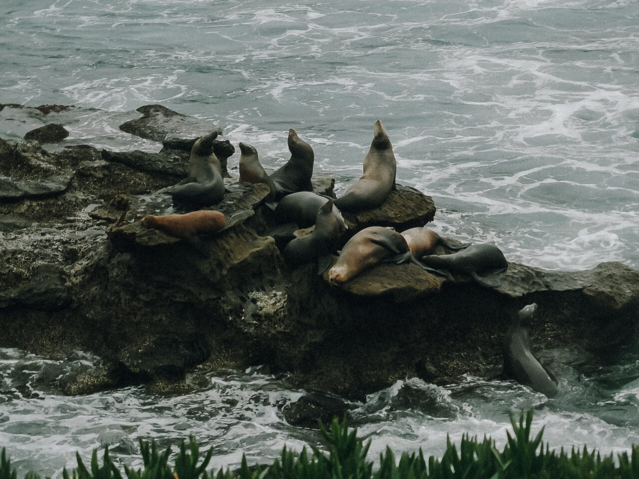 Rock with sea lions and water in the background