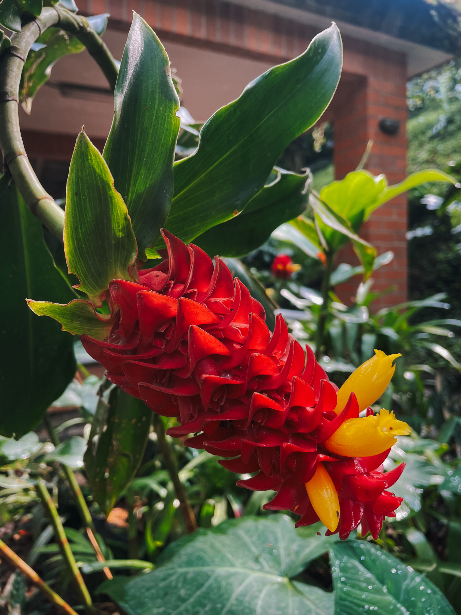 where to stay in Medellin tropical flower in Medellin, Columbia